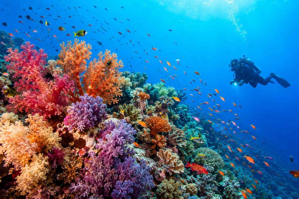 Vibrant soft coral reef underwater in Fiji with tropical fish and scuba diver