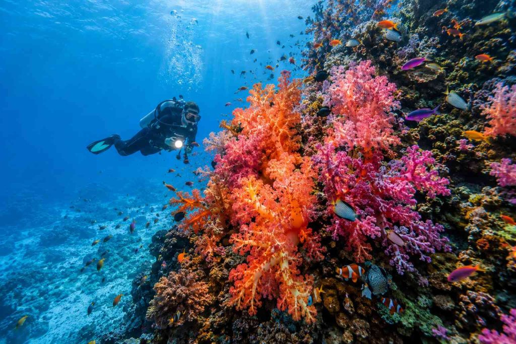 Scuba diver exploring vibrant soft coral reef in Fiji, the soft coral capital of the world
