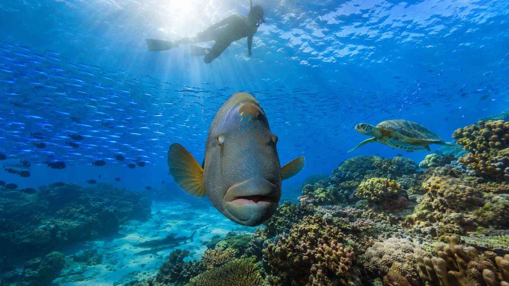 Snorkeler above healthy coral reef with Napoleon wrasse turtle and reef shark in Noonu Atoll Maldives
